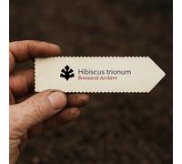 Hibiscus trionum SEEDS - - SEMI Fior di un'ora | Ibisco gonfio