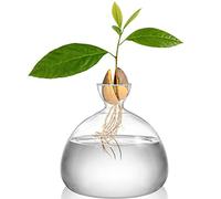 Hiceeden vaso per semi di avocado, vaso trasparente per coltivazione, medio, vaso in vetro, regalo interna ed esterna