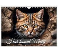 Hier kommt Mietzi (Wandkalender 2026 DIN A4 quer), CALVENDO Monatskalender: Ein Kalender mit frechen Katzen, jeden Monat neu!
