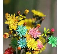 Hieracium semi giardino interno d'appartamento esotiche decorazione 100pcs