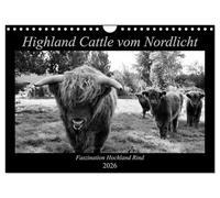 Highland Cattle vom Nordlicht - Faszination Hochland Rind (Wandkalender 2026 DIN A4 quer), CALVENDO Monatskalender: Schwarz-Weißer Einblick in das Leben einer Herde