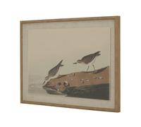 Hill Interiors Flora & Fauna Collection Immagine Lino Arte da Parete (HI5171)