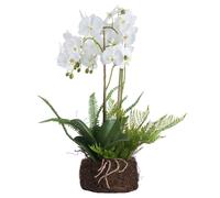 Hill Interiors Orchidea con Felci Finte (HI3354)