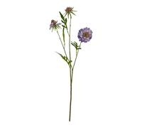 Hill InteriorsThe Natural Garden Collection Gambo di Scabiosa Pianta (HI5064)