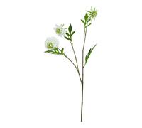 Hill InteriorsThe Natural Garden Collection Gambo di Scabiosa Pianta (HI5064)