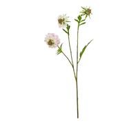 Hill InteriorsThe Natural Garden Collection Gambo di Scabiosa Pianta (HI5064)