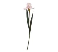 Hill InteriorsThe Natural Garden Collection Iris Frangiato Fiore (HI4809)