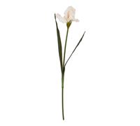 Hill InteriorsThe Natural Garden Collection Iris Frangiato Fiore (HI4831)