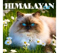 Himalayan Cat Calendar 2027: Long-Haired Cats and Quiet Days