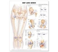 Hip and Knee Anatomical Chart (Poster)