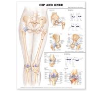 Hip and Knee Anatomical Chart (Poster)