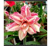 Hippeastrum/raro Hippeastrum resistente al freddo/rosa/bianco/giallo, perfetto per i giardini-1 PCS-G