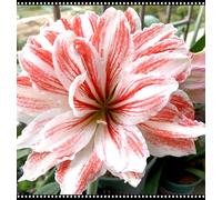 Hippeastrum/raro Hippeastrum resistente al freddo/rosa/bianco/giallo, perfetto per i giardini-1 PCS-H