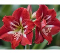 Hippeastrum/raro Hippeastrum resistente al freddo/rosa/bianco/giallo, perfetto per i giardini-2 PCS-B
