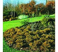 HIPSHAKES - MAXIMUM GROWTH AND VIGOUR