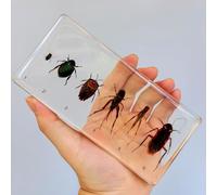 hixswnu Campioni di aule di scienze: Display in Resina del Ciclo di Vita di Insetti, Animali e Piante Reali - Perfetto per l'educazione Biologica e Gli Appassionati di tassidermia, api