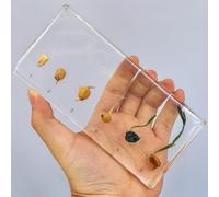 hixswnu Campioni di aule di scienze: Display in Resina del Ciclo di Vita di Insetti, Animali e Piante Reali - Perfetto per l'educazione Biologica e Gli Appassionati di tassidermia, api