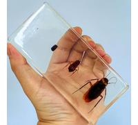 hixswnu Campioni di aule di scienze: Display in Resina del Ciclo di Vita di Insetti, Animali e Piante Reali - Perfetto per l'educazione Biologica e Gli Appassionati di tassidermia, api