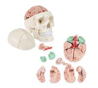 hixswnu Dimensioni della Vita Modello di Cranio Umano con Cervello e mandibola Staccabile - Modello cerebrale a 8 Parti della Banda del Cranio con Replica di sutura ossea per Lo Studio di Anatomia m