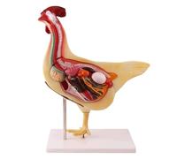hixswnu Modello Staccabile di Anatomia del Pollo per la Ricerca sui visceri Animali e dimostrazione didattica per l'educazione Biologica e Gli studi anatomici