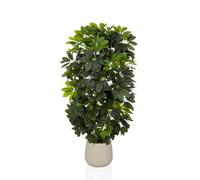 Schefflera 2 - Piante artificiali Verde/Bianco