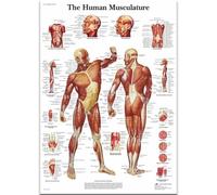 HKAHF AJWUQ Anatomia di Rey Arte della Parete Minimalismo Poster Stampe Mediche Fitness Tela Pittura per Studio di Yoga Home Decor Immagini 60x80cm Senza Cornice