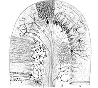 HKAHF AJWUQ Cellule nervose Poster Tipi di Cellule nel cervelletto Wall Art Stampe di mammiferi Pittura su Tela Moderna per Soggiorno Decor Picture 55x55cmx1 No Frame