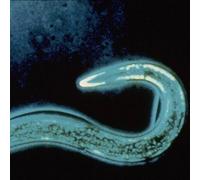 HM Nematoden Utile contro il brivolatore di spessore per circa 100 m²