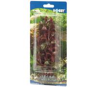 Hobby 41514 Rotala, 16 cm