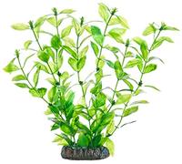 Hobby Hygrophila