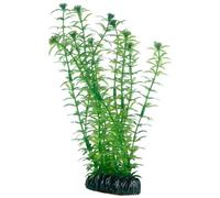 Hobby Lagarosifone 20 cm