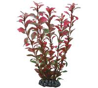 Hobby Ludwigia - 25 cm