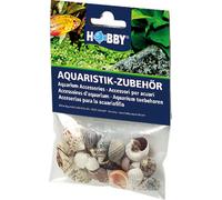 Hobby Sea Shells Set - Piccolo