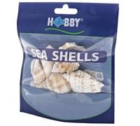 Hobby, Set di Conchiglie di Mare