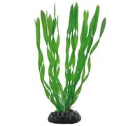 Hobby Vallisneria - 20 cm