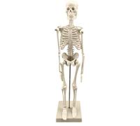 Hobngmuc Modello Di Anatomia Dello Scheletro, 17,7 Pollici Modello Di Scheletro Umano Con Articolazioni Mobili, Scheletro Del Corpo Umano Per Lo Studio Anatomico E La Visualizzazione Scientifica