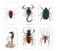 Hohopeti 6 Pezzi di Insetti Conservati in Resina - Campioni per Educazione Scientifica e Materiali per Insegnanti di Biologia - Fermacarte a Forma di Insetto per Ufficio e Decorazione