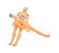 Holibanna 1 Set Di Giocattoli Di Scheletro Umano Puzzle Di Organi Tridimensionali Strumento Didattico Per La Prima Infanzia Anatomia E Fisiologia Umana Anatomia Per Ragazzi E Ragazze