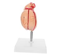 Holibanna 1Pezzi Modello Stomaco Attrezzatura Didattica per Insegnamento Fisiologia e Anatomia Realistico e Dettagliato per Scuole e Università