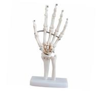 Holibanna Modello Anatomico Scheletro Mano con Base Articolata per Studio Articolazioni e Insegnamento Scientifico in Scuole e Laboratori Medici