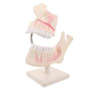 Holibanna Modello Didattico Odontoiatrico Modello Di Dente Permanente Modelli Di Denti Per L'Istruzione