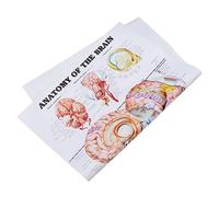 Holibanna Poster Illustrazione Dettagliata Del per Scuole e Laboratori per Insegnamento e Comprensione Della Struttura