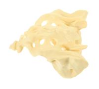 HOLIDYOYO 1Pezzi Modello Sacro Artificiale Per Anatomia Medica Strumento Didattico Per Medici e Studenti Per Studi e Dimostrazioni Cliniche