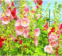 Hollyhock Seeds - 200 semi profumati, specie rare e incantevoli