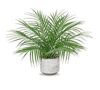 Hollyone Pianta Artificiale di Palma da 16'' in Vaso di Cemento - Piante Artificiali Decorative, Verde Finto per Decorazione della Casa, Tavolo, Soggiorno, Cucina, Ufficio - Piante Tropicali in