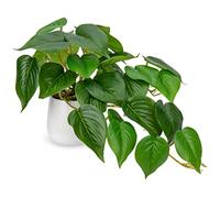 Hollyone Piante artificiali in vasi di ceramica, finte piante decorative in vaso di giada pothos, piante realistiche da interni per decorazioni per la casa, cucina, decorazioni per ufficio