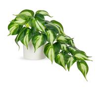 Hollyone Piante artificiali in vasi di ceramica, finto giada pothos piante decorative artificiali in vasi bianchi, come vere piante artificiali per casa, tavolo, ufficio, decorazione da scrivania