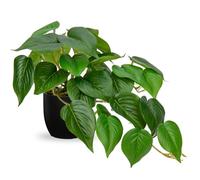 Hollyone Piante Artificiali in Vasi Neri, Finte Piante Decorative Pothos Giada in Vaso, Pianta Realistica da Casa per Interni per Decorazioni Domestiche, Bagno, Soggiorno, Cucina, Mensola, Decorazioni