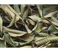 Holy organics 100% Natural Products Gvava Leaves Psidium Guajava 50 Gm