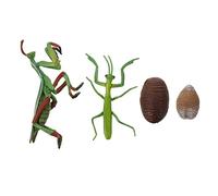 HOMOBABE 1set Mantis Life Cycle Figure Educativo Per Comprendere Ciclo Di Crescita Della Mantide Giocattolo Interattivo Per Apprendimento Precoce e Attività Creative